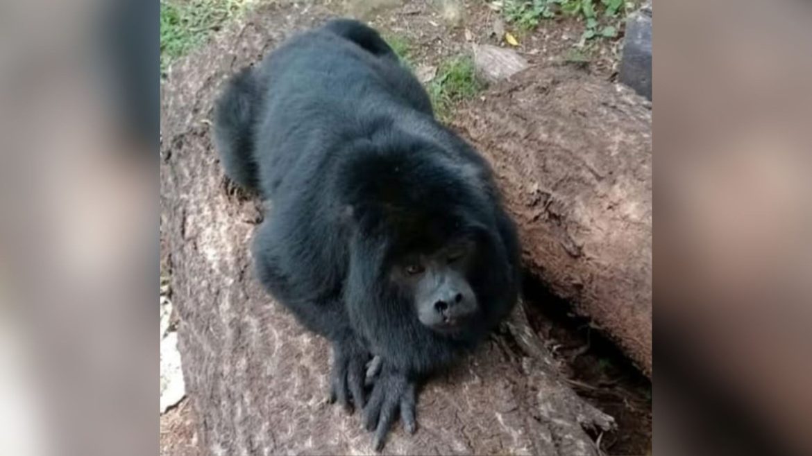 ibama-apreende-macaco-‘comunitario’-conhecido-como-mochila-no-rs;-entidade-explica-riscos-de-domesticacao