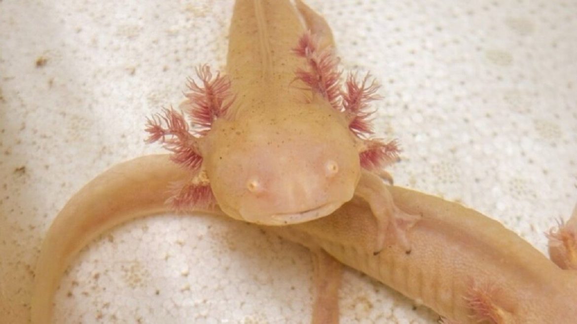 conheca-os-axolotes:-especie-mexicana-exotica-e-ameacada-de-extincao-no-mundo-ganha-lar-no-rs-apos-resgate-do-trafico