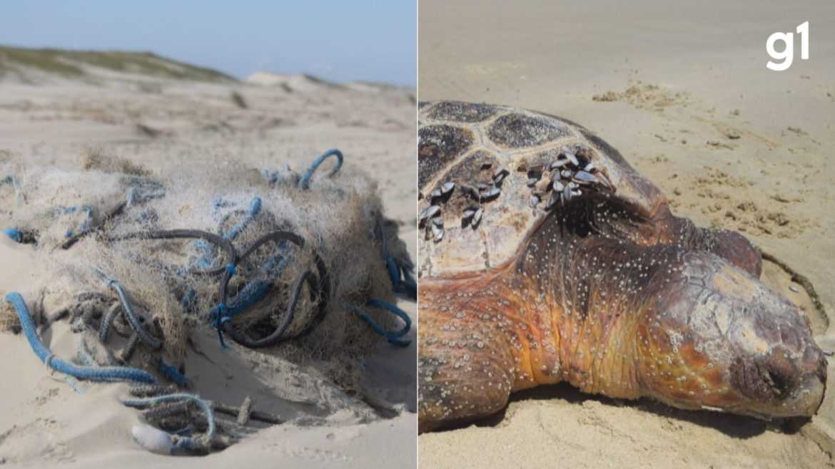 por-que-mais-animais-marinhos-morrem-no-verao?-quase-400-ja-foram-encontrados-mortos-no-rs-neste-ano