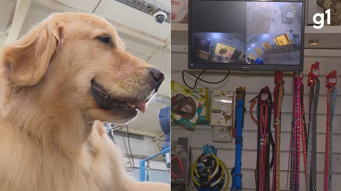 bbb-dos-pets:-lei-obriga-pet-shops-a-filmarem-banhos-e-tosas-de-caes-e-gatos-em-porto-alegre