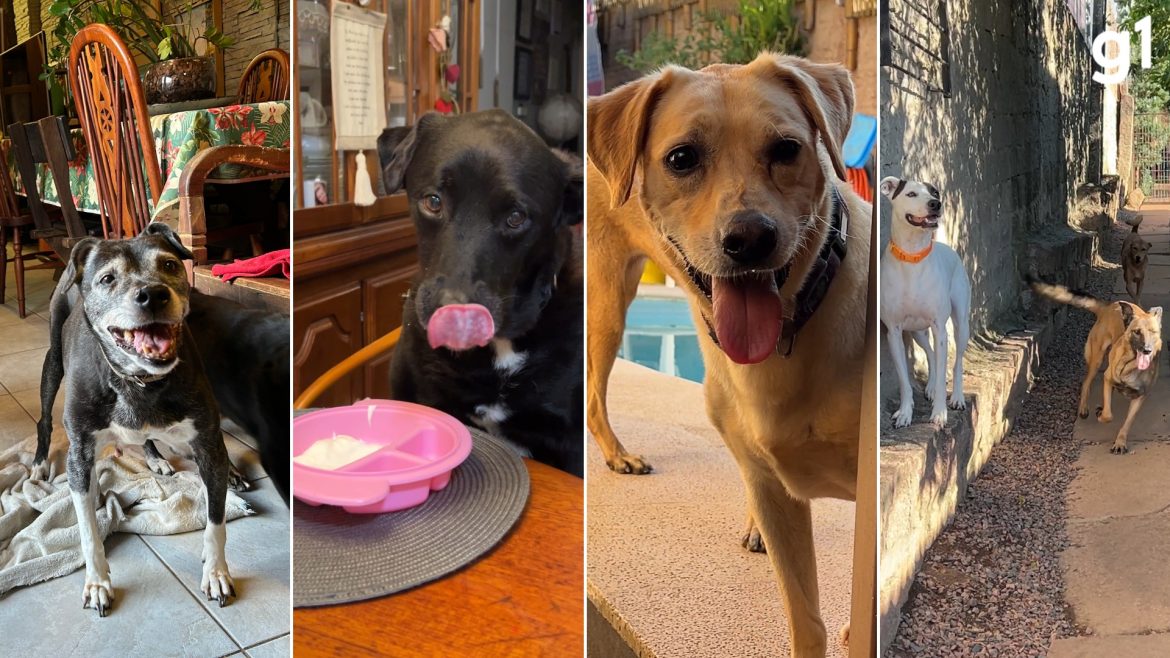 ‘mais-de-300’-caes:-por-que-familia-assumiu-a-heranca-de-resgates-deixada-por-veterinaria-que-morreu-em-show-no-rs