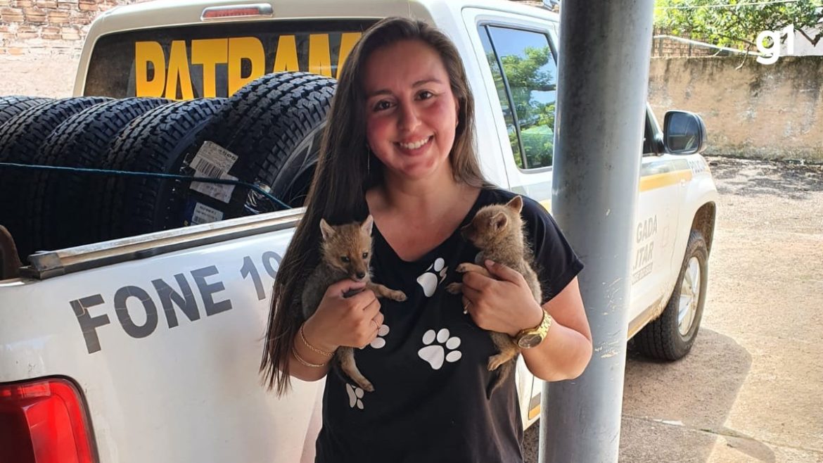 de-filhote-de-veado-a-falcoes:-biologa-voluntaria-cuida-de-animais-silvestres-e-transforma-propria-casa-em-santuario-no-rs