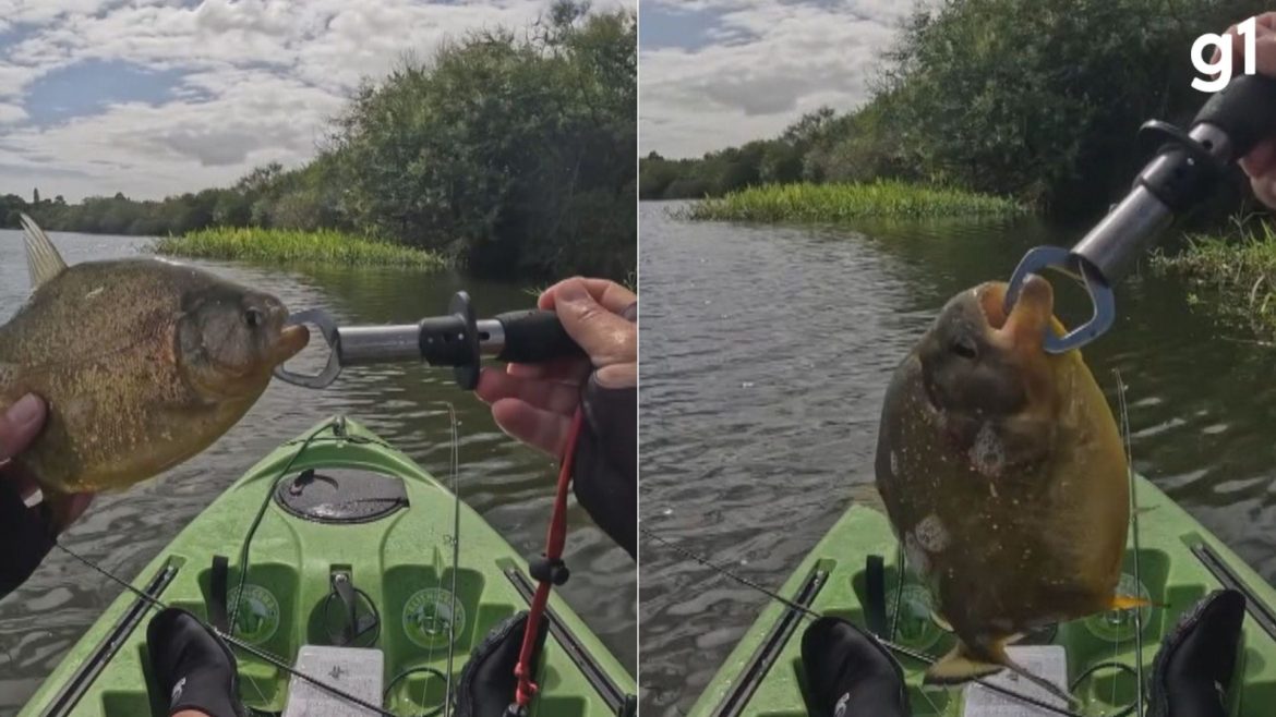 especie-invasora-de-piranha-e-encontrada-no-rs-e-acende-alerta-para-riscos-ecologicos,-economicos-e-risco-de-ataques