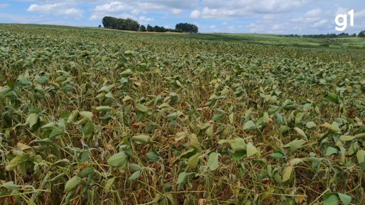 safra-de-verao-no-rs-deve-ter-queda-de-7%-na-produtividade;-maior-perda-e-na-soja