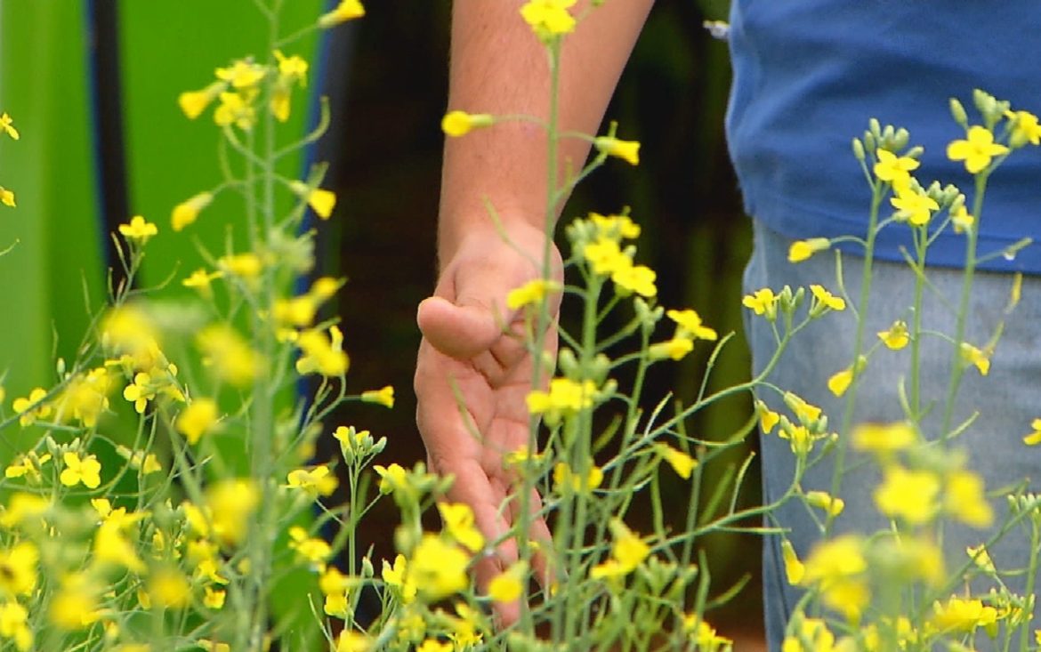 voce-sabia?-planta-da-familia-da-canola-produz-oleo-que-serve-como-combustivel-de-aviao-e-vira-aposta-entre-produtores-gauchos