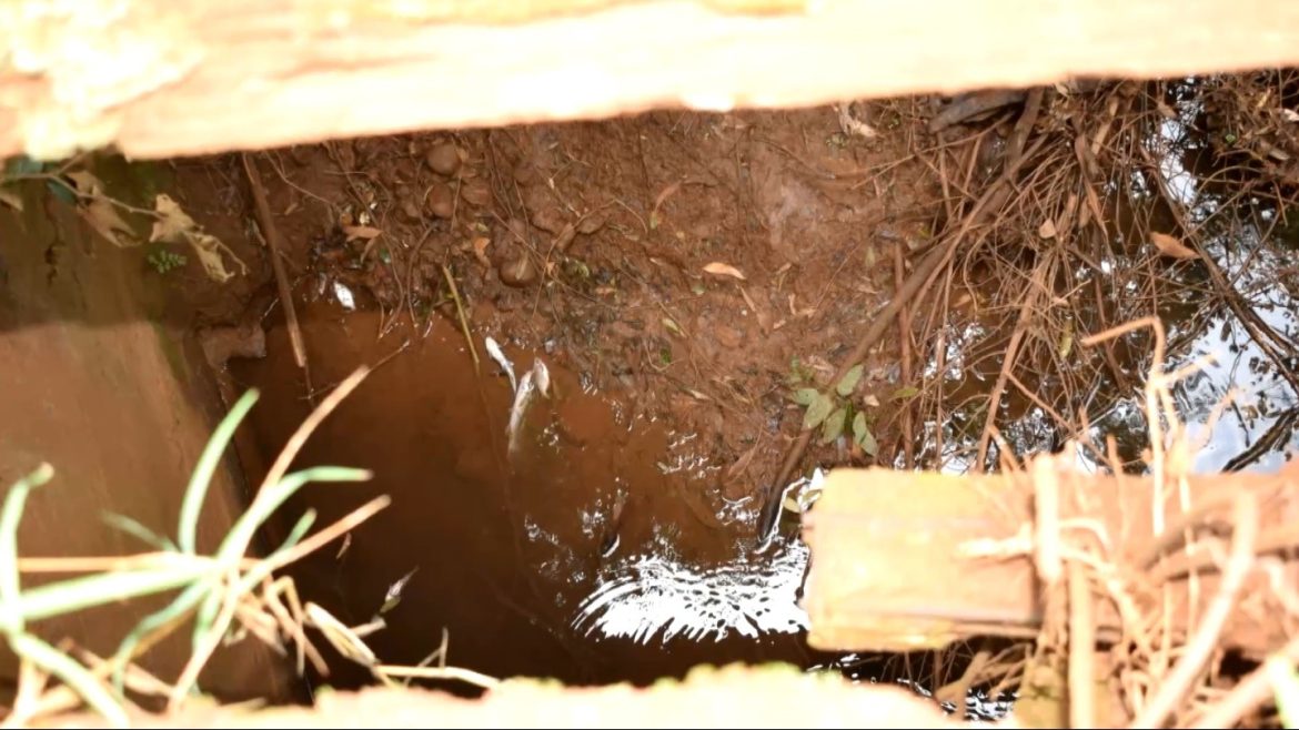 tubulacao-estoura,-dejetos-de-porco-vazam-e-contaminam-rio-que-abastece-70%-da-populacao-de-cidade-do-rs