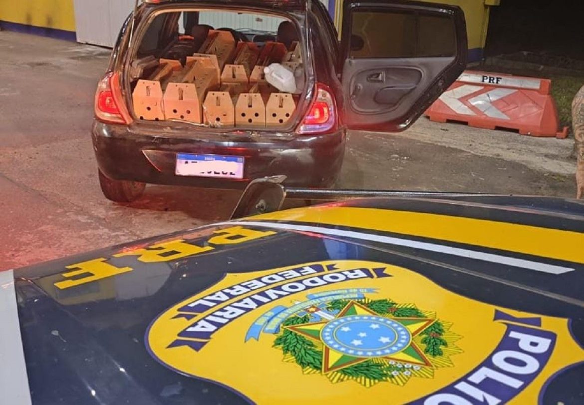 7-galos-de-rinha-sao-encontrados-em-portamalas-de-carro-e-prf-prende-dois-homens-na-br386
