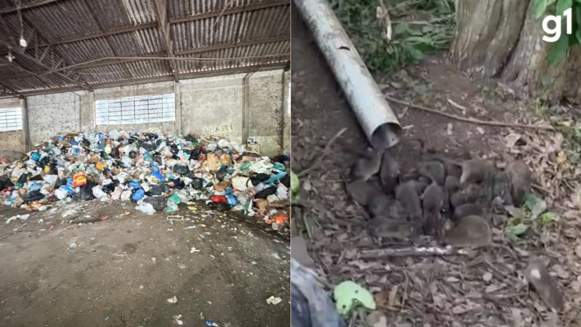 duas-reciclagens-sao-interditadas-por-prefeitura-em-meio-a-infestacao-de-ratos-na-serra-gaucha;-veja-video