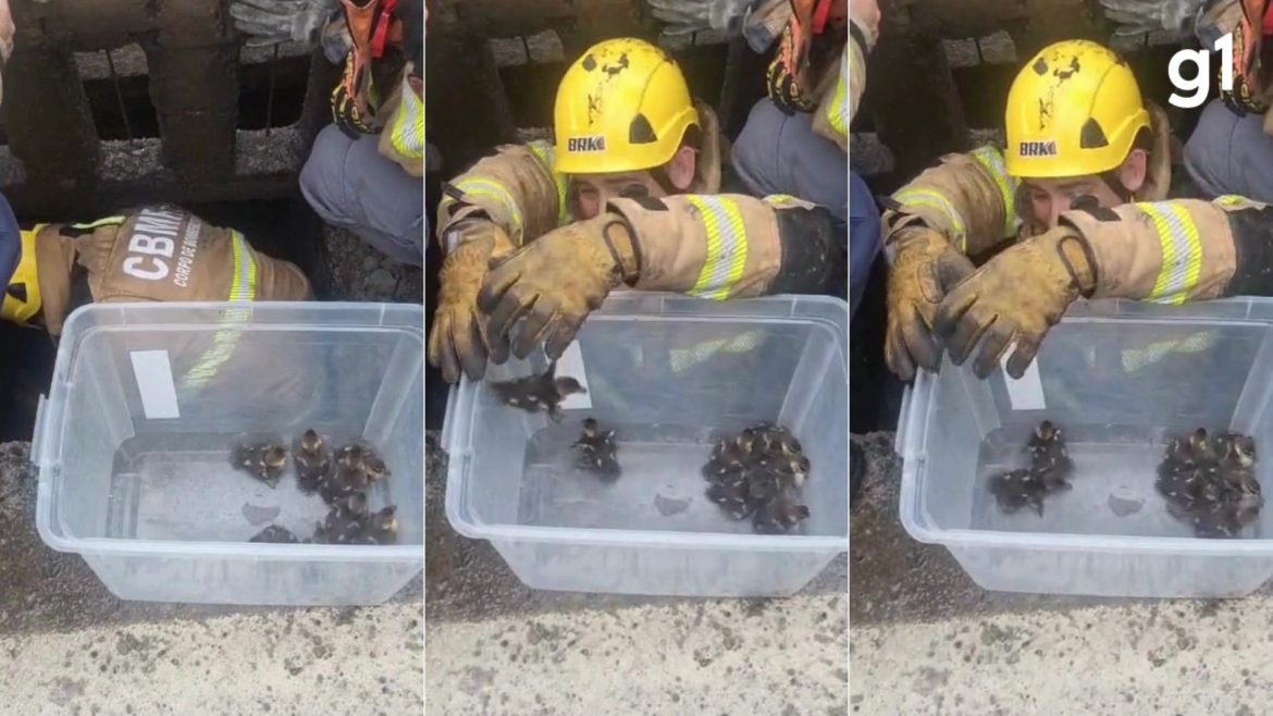 video:-patinhos-se-perdem-da-mae,-caem-em-bueiro-a-beira-de-estrada-e-sao-resgatados-por-bombeiros