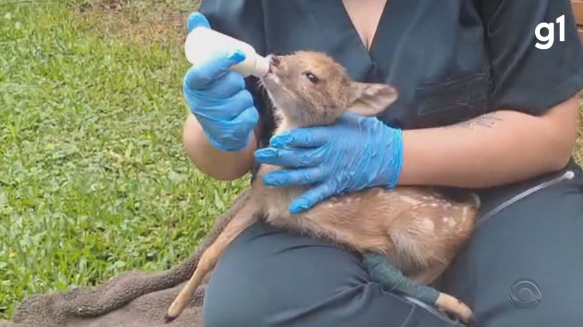 video:-familia-resgata-filhote-de-veado-debilitado-em-estrada-do-rs;-animal-esta-sendo-‘mimado’-em-universidade