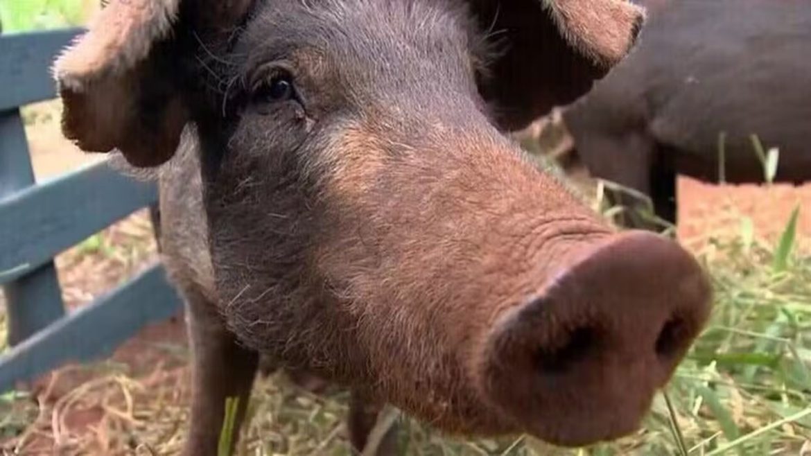 rs-e-o-estado-que-mais-importa-pelo-de-porco-do-brasil;-voce-sabe-para-que-serve?