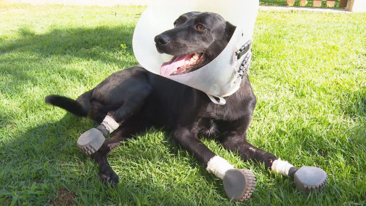 video:-apos-cirurgia-inedita,-cadela-que-teve-3-patas-amputadas-pelo-tutor-volta-a-andar-com-ajuda-de-proteses