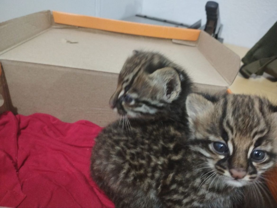 filhotes-de-jaguatirica-sao-resgatados-apos-serem-encontrados-em-vala-por-agricultor-no-rs