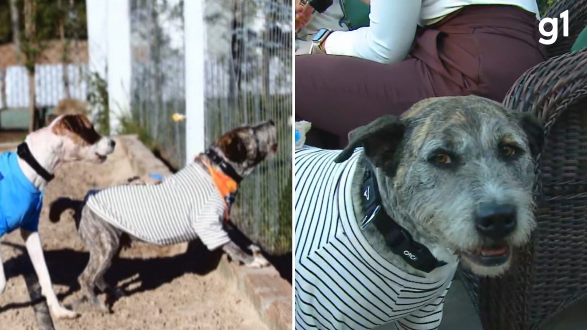 o-novo-lar-de-‘spike’:-cachorro-agredido-duas-vezes-em-3-dias-e-adotado-e-vira-‘irmao’-de-outra-vitima-de-maus-tratos-no-rs