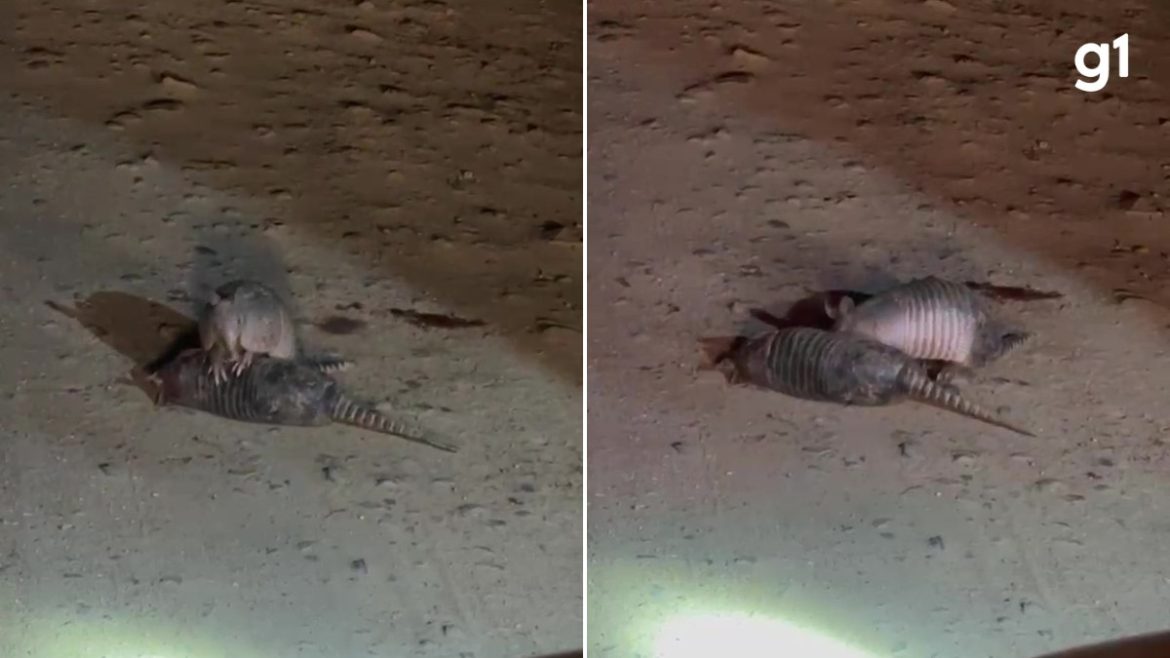 video:-tatu-tenta-ajudar-‘amigo’-que-morreu-atropelado-em-estrada-e-cena-comove-agentes-do-rs