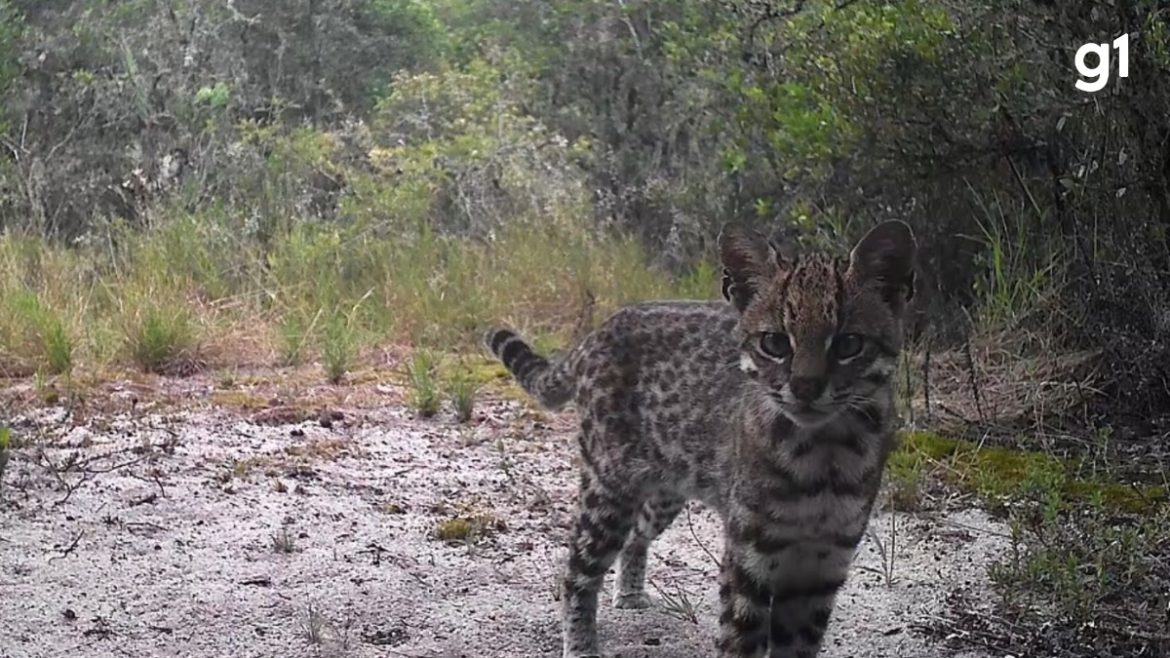 delicado,-mas-perigoso:-menor-felino-selvagem-do-brasil-e-registrado-por-camera-em-porto-alegre;-video