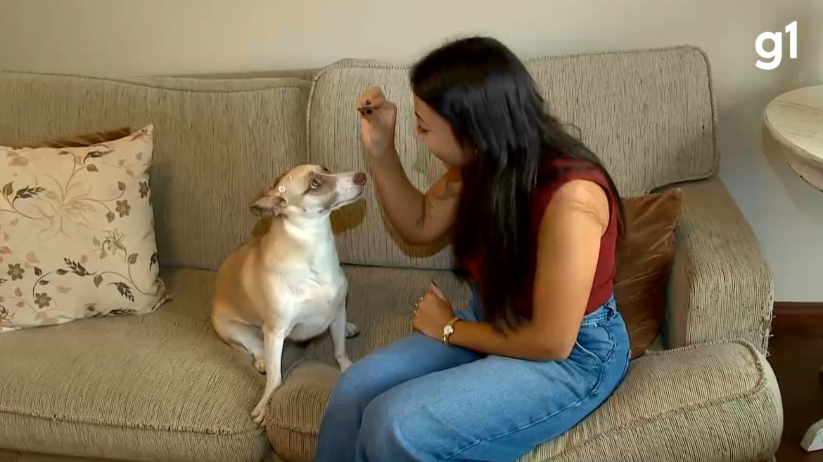 ‘cachorros-nao-sao-bens,-sao-seres-vivos’,-diz-tutora-sobre-nova-lei-que-determina-guarda-de-pets-em-caso-de-divorcio
