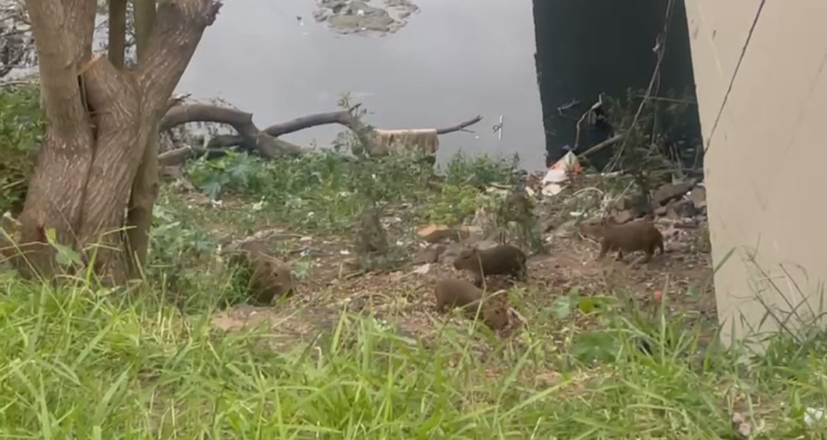 familia-de-capivaras-e-avistada-as-margens-do-arroio-diluvio,-em-porto-alegre;-video