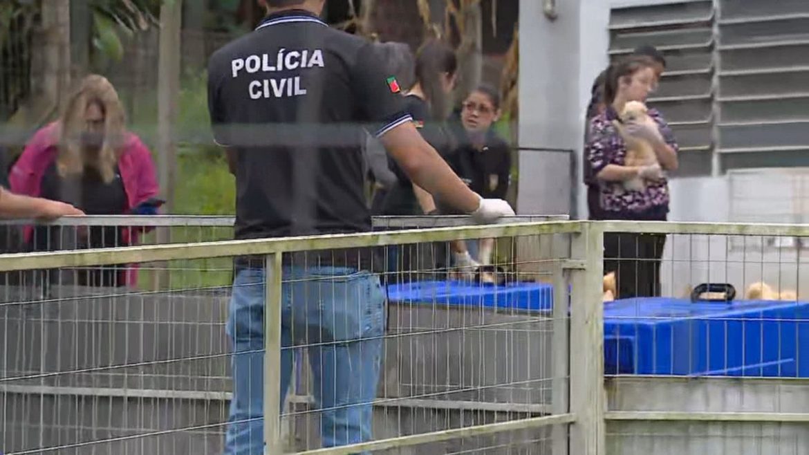 saiba-o-que-vai-acontecer-com-os-mais-de-200-animais-resgatados-de-canil-interditado-no-rs