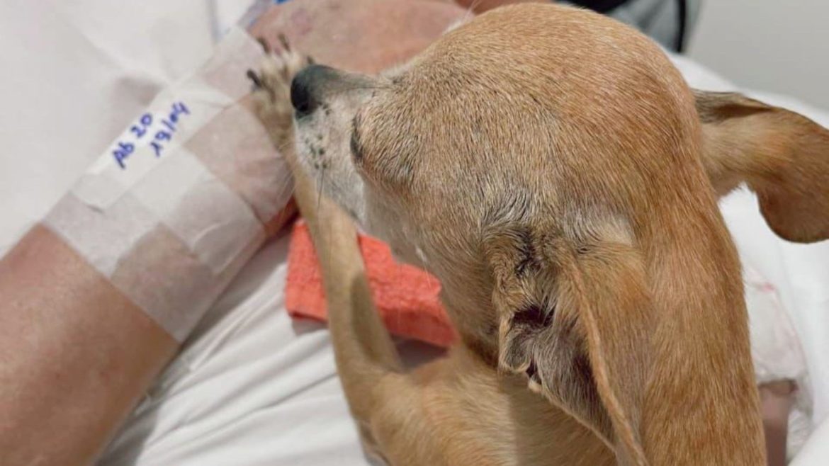 despedida-emocionante:-idoso-morre-horas-depois-de-receber-visita-da-cachorrinha-em-hospital-do-rs