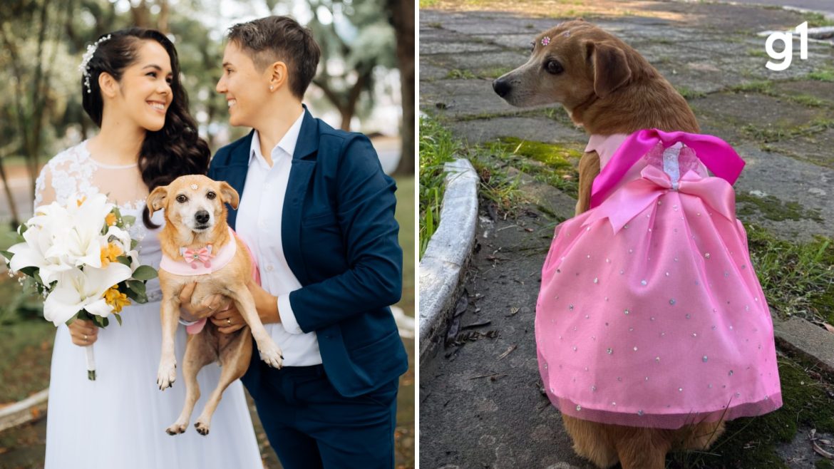 de-vitima-de-maus-tratos-a-‘daminha’:-a-historia-da-cadela-que-levou-aliancas-no-casamento-das-tutoras-em-guaiba