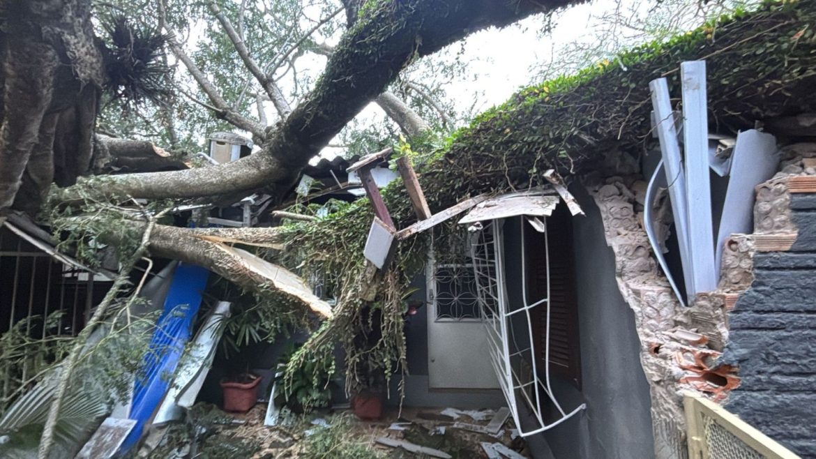 video:-arvore-de-grande-porte-cai-sobre-telhado-e-casa-fica-parcialmente-destruida-em-porto-alegre