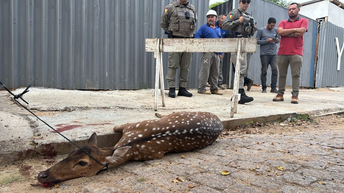 cervo-encontrado-ferido-em-porto-alegre-‘atravessou-o-guaiba-a-nado’-e-nao-foi-alvo-de-maus-tratos,-aponta-investigacao;-animal-morreu