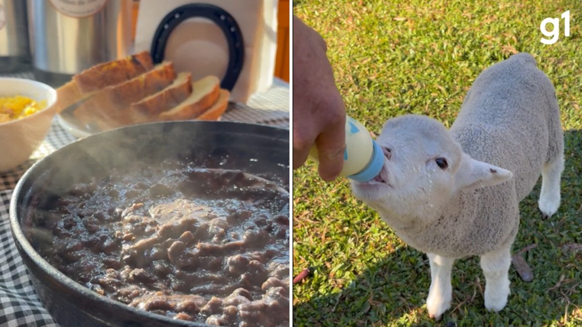 feijao-tropeiro-no-cafe-da-manha-e-mamadeira-para-ovelha:-sitio-da-serra-gaucha-oferece-imersao-na-vida-do-campo-a-turistas