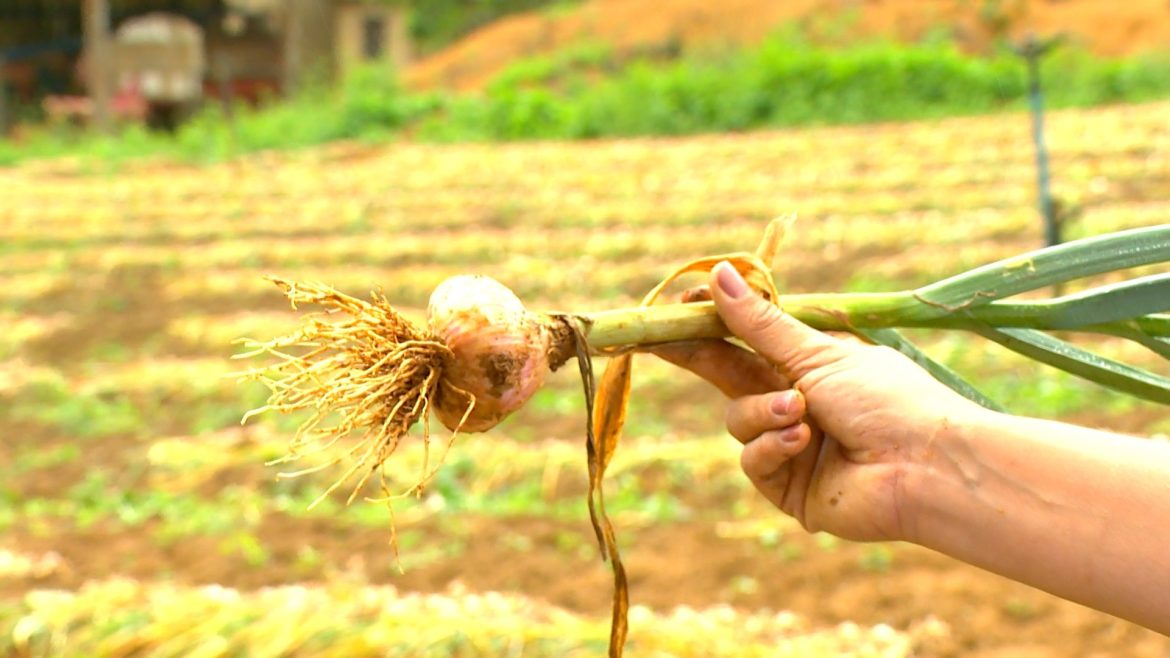 crise-do-alho:-preco-baixo-dos-importados-faz-agricultores-brasileiros-jogarem-producao-no-lixo
