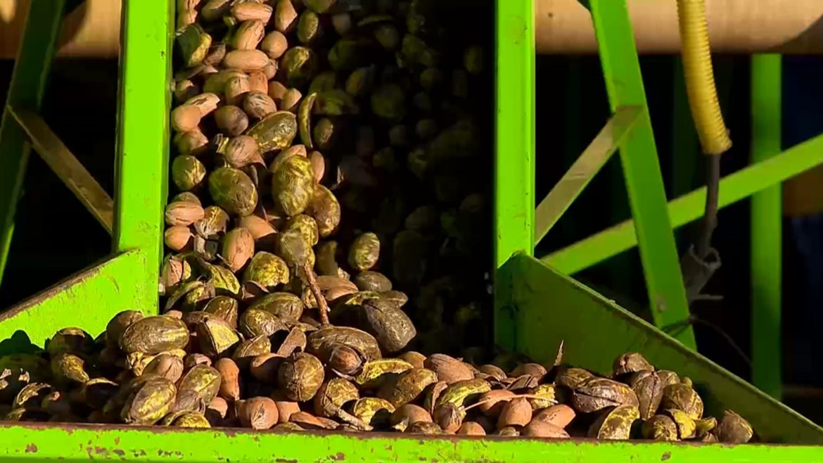 lider-nacional-na-producao,-rs-se-prepara-para-safra-recorde-de-noz-peca