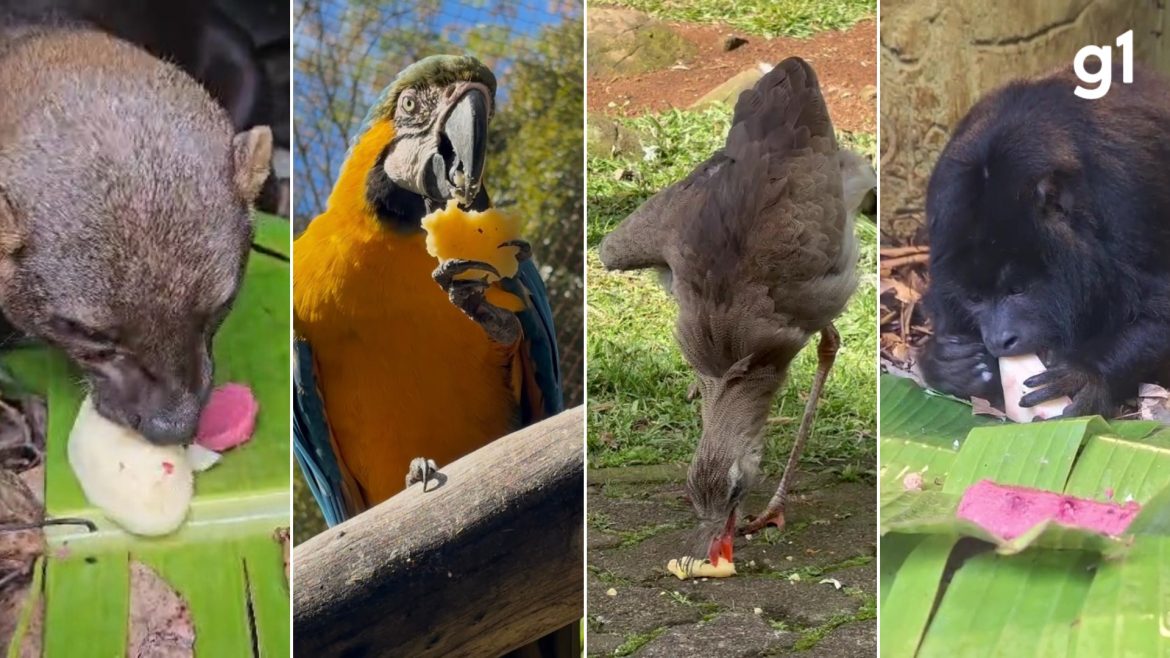 video:-com-polenta,-milho-e-pinhao,-animais-do-zoologico-de-gramado-ganham-‘jantar-quentinho’-para-enfrentar-o-frio
