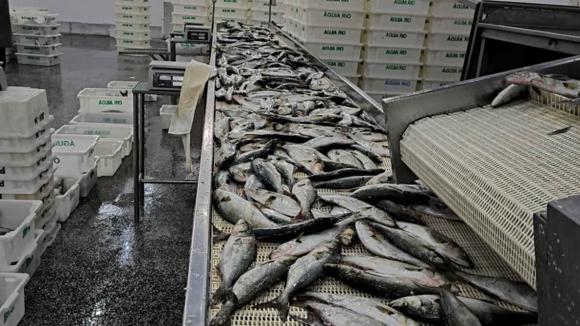 ibama-apreende-104-toneladas-de-peixe-ilegal-e-aplica-r$-6-milhoes-em-multas-no-litoral-do-rs
