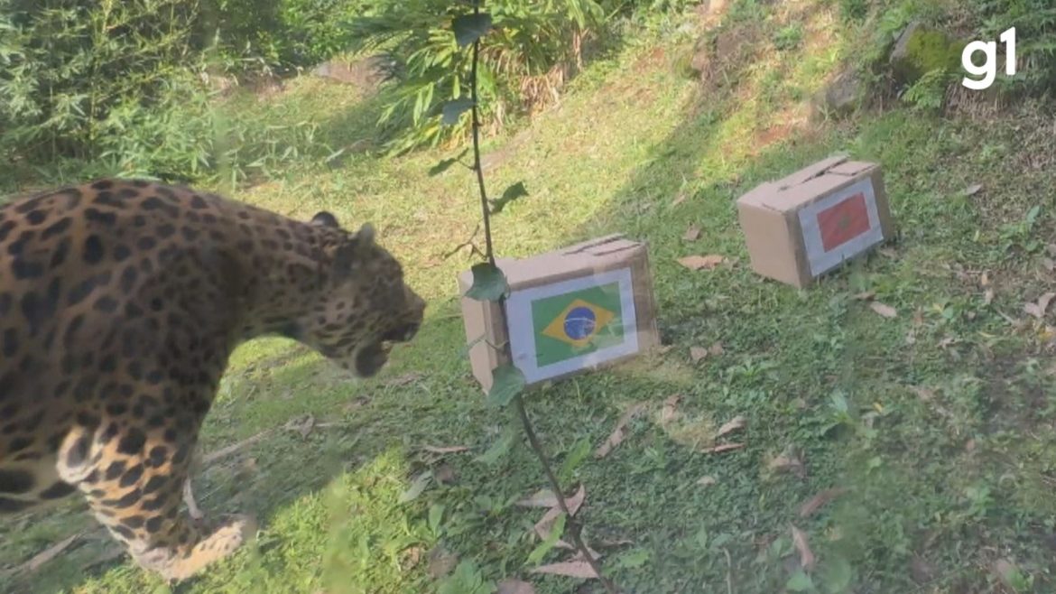 video:-onca-do-zoologico-de-gramado-que-acertou-palpite-em-2022-preve-resultado-da-estreia-do-brasil-na-copa-do-mundo