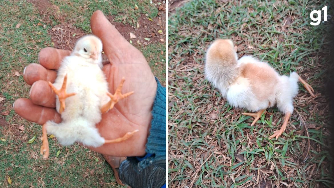 pintinho-com-quatro-patas:-entenda-condicao-congenita-rara-que-surpreendeu-produtor-rural-no-rs-apos-nascimento-de-animal