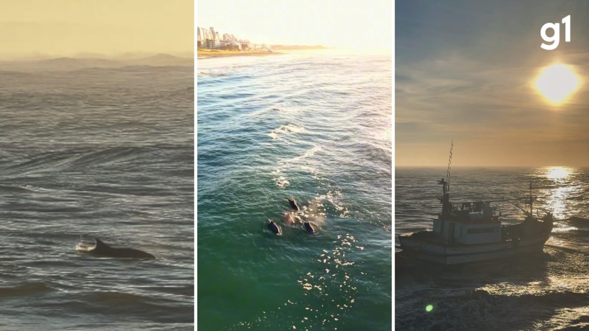 espetaculo-da-natureza:-golfinhos-‘surfam’-em-ondas-iluminadas-pelo-nascer-do-sol-em-torres