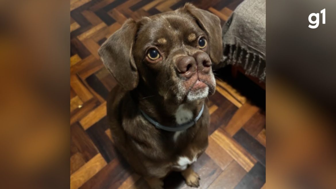 pug-gigante-ou-labrador-caramelo?-cachorro-com-‘dois-narizes’-chama-atencao-e-tutora-faz-‘tour’-pelo-pet-para-matar-curiosidade-de-seguidores