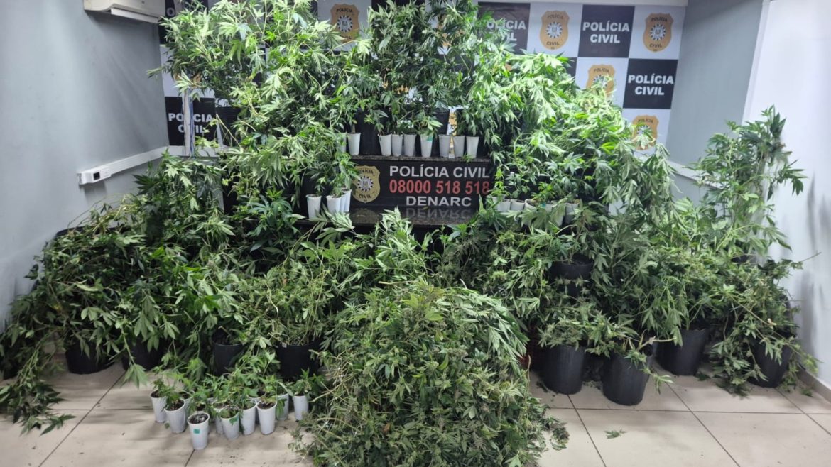 ‘local-sem-nenhuma-suspeita’:-estufa-com-mais-de-80-pes-de-maconha-e-descoberta-em-porto-alegre