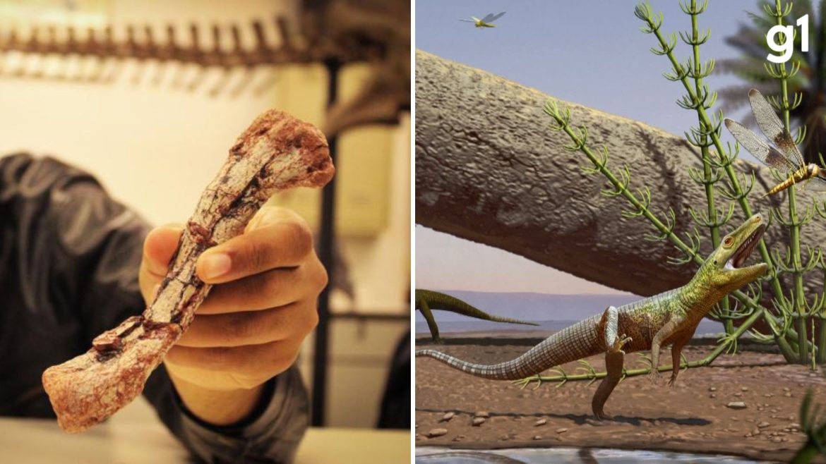 nova-especie-precursora-de-dinossauros-e-descoberta-no-rs-apos-fossil-ficar-perdido-por-20-anos