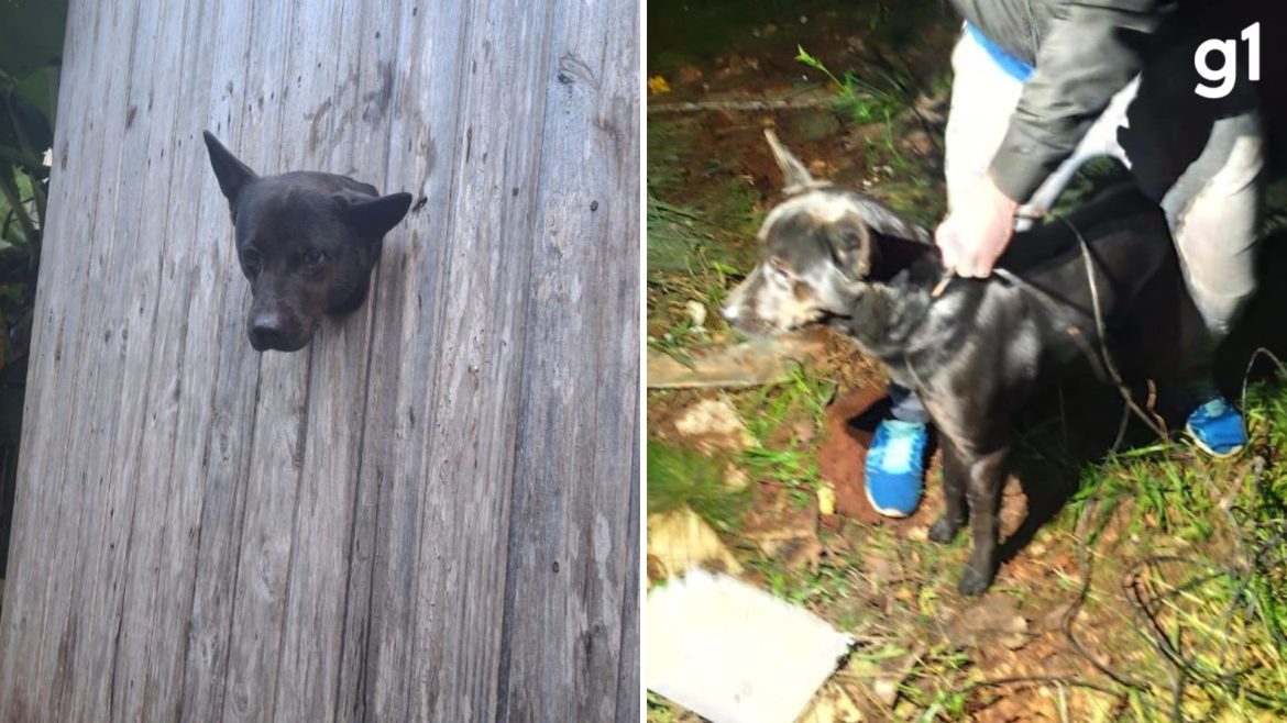cachorro-e-resgatado-apos-ficar-com-a-cabeca-presa-em-parede-no-rs