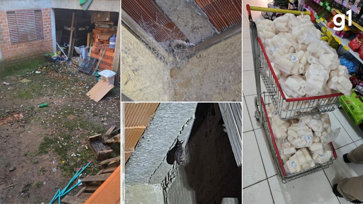 morcegos,-insetos-mortos-e-fezes:-fiscalizacao-descarta-4,2-toneladas-de-produtos-e-interdita-setores-de-mercados-em-cidade-do-rs