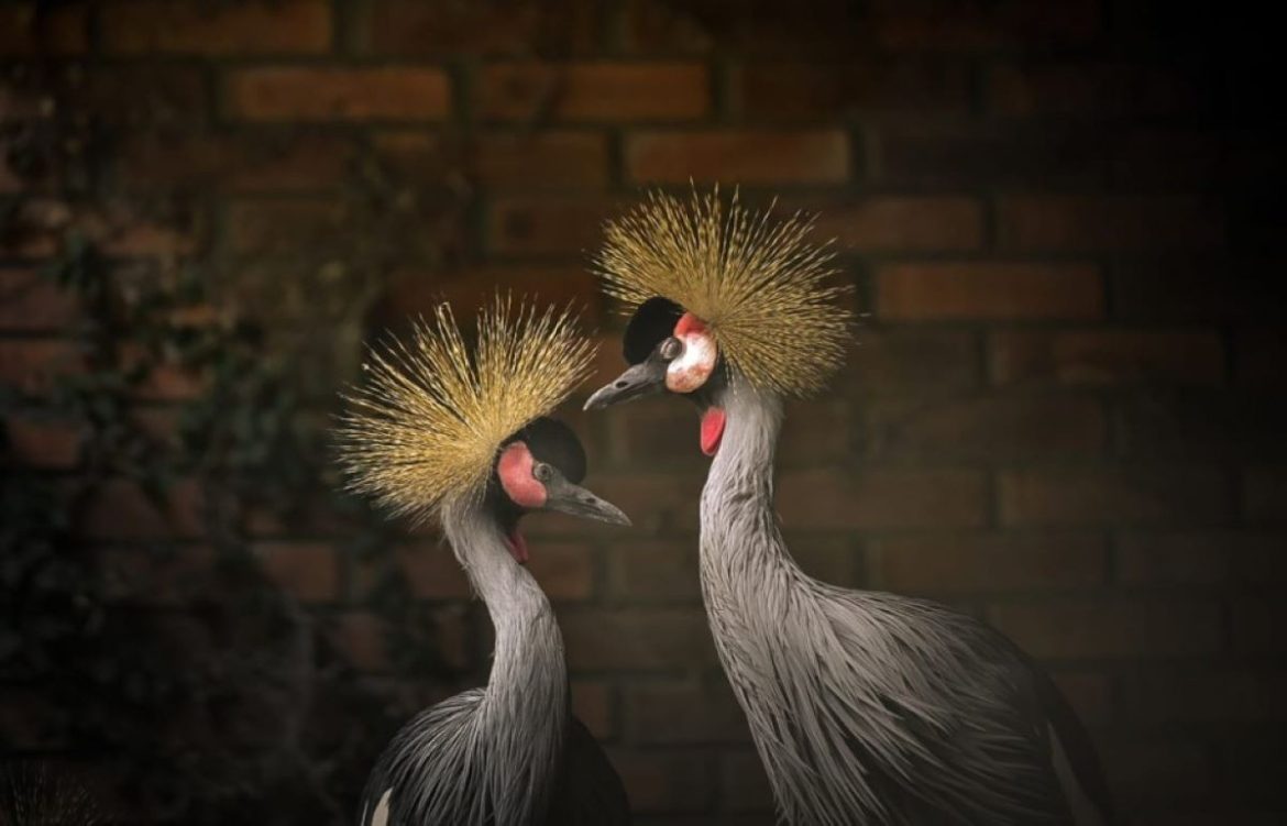 aves-silvestres-exoticas-famosas-pela-‘danca-dos-grous’-sao-resgatadas-do-trafico-e-ganham-lar-em-zoo-no-rs;-conheca-a-especie