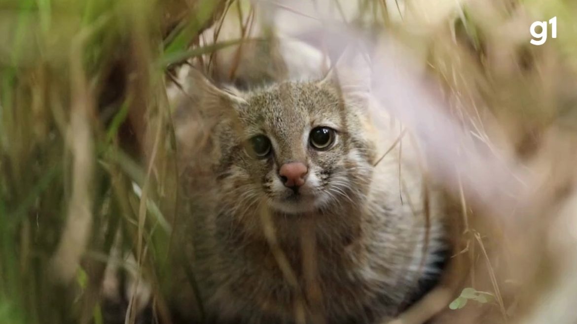 gato-palheiro-pampeano:-um-dos-felinos-mais-raros-do-mundo-enfrenta-o-ultimo-estagio-antes-da-extincao