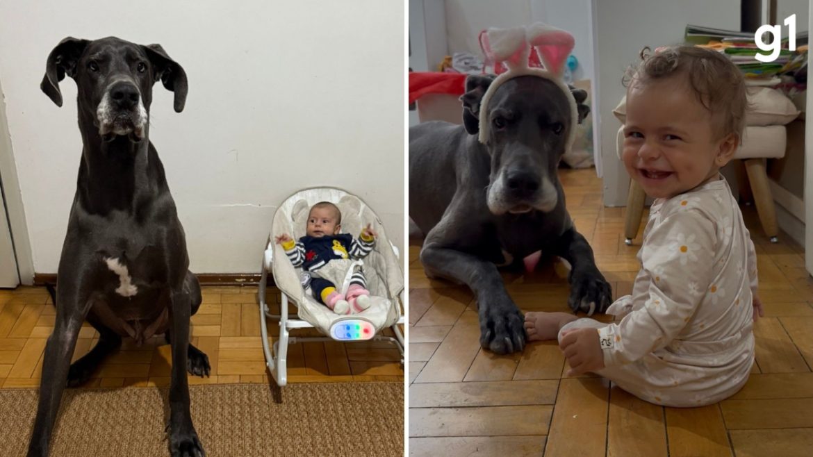 cachorro-gigante-vira-‘baba’-de-bebe-e-viraliza-com-milhoes-de-visualizacoes-nas-redes:-‘buscou-ela-na-maternidade’