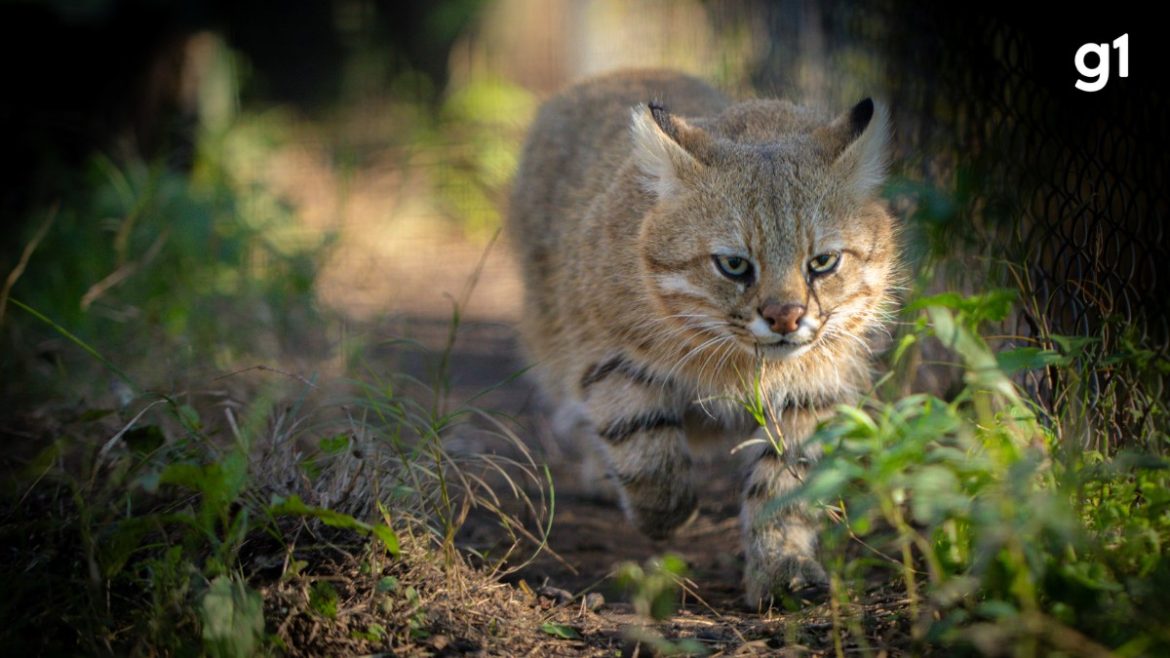 gato-palheiro-pampeano,-que-esta-a-beira-da-extincao,-tem-populacao-estimada-de-250-animais-e-perdeu-25%-do-habitat