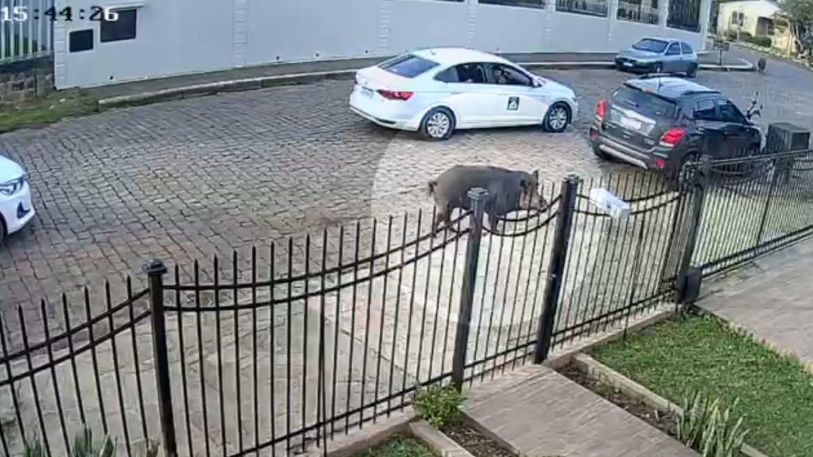 video:-presenca-de-‘javaporcos’-nas-ruas-assusta-moradores-de-cidade-do-interior-do-rs