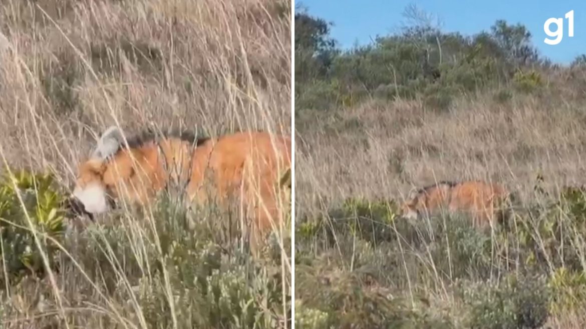 video:-registro-raro-mostra-lobo-guara,-modelo-da-nota-de-r$-200,-se-alimentando-em-canion-da-serra-gaucha
