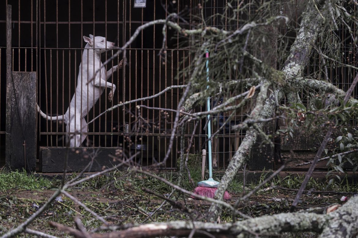 santuario-com-300-animais-resgatados-e-destruido-por-temporal-um-ano-apos-incendio-no-rs