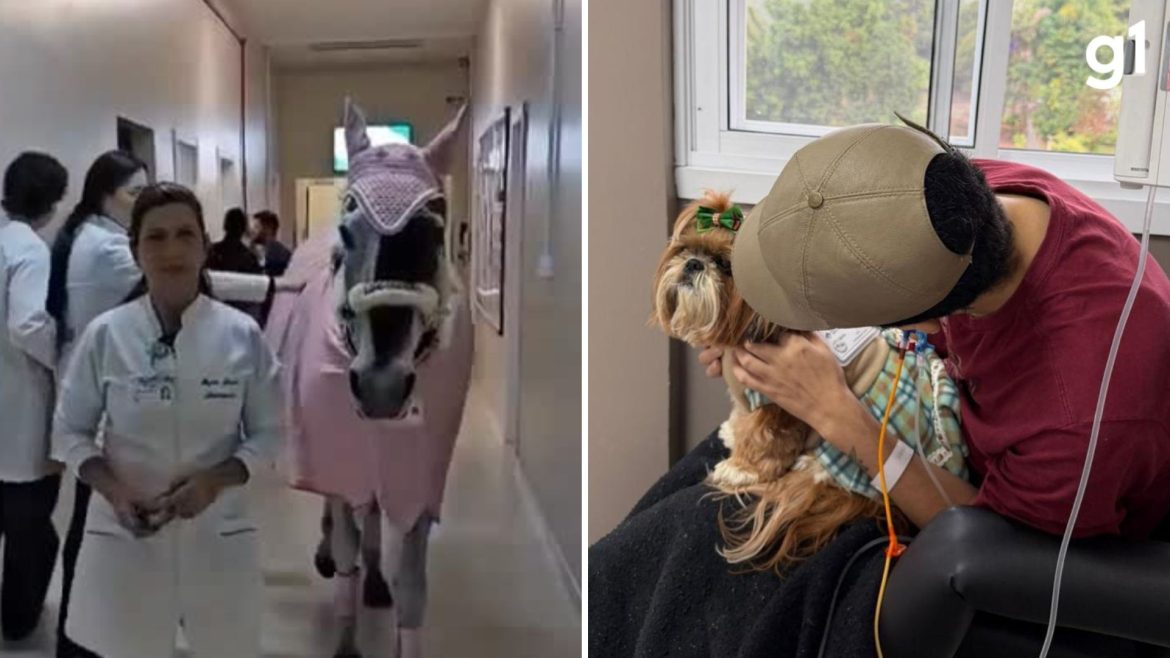 egua-e-cadela-que-‘trabalham’-em-hospital-fazem-sucesso-com-visitas-a-pacientes-no-rs:-‘afeto-e-a-linguagem-dos-animais’