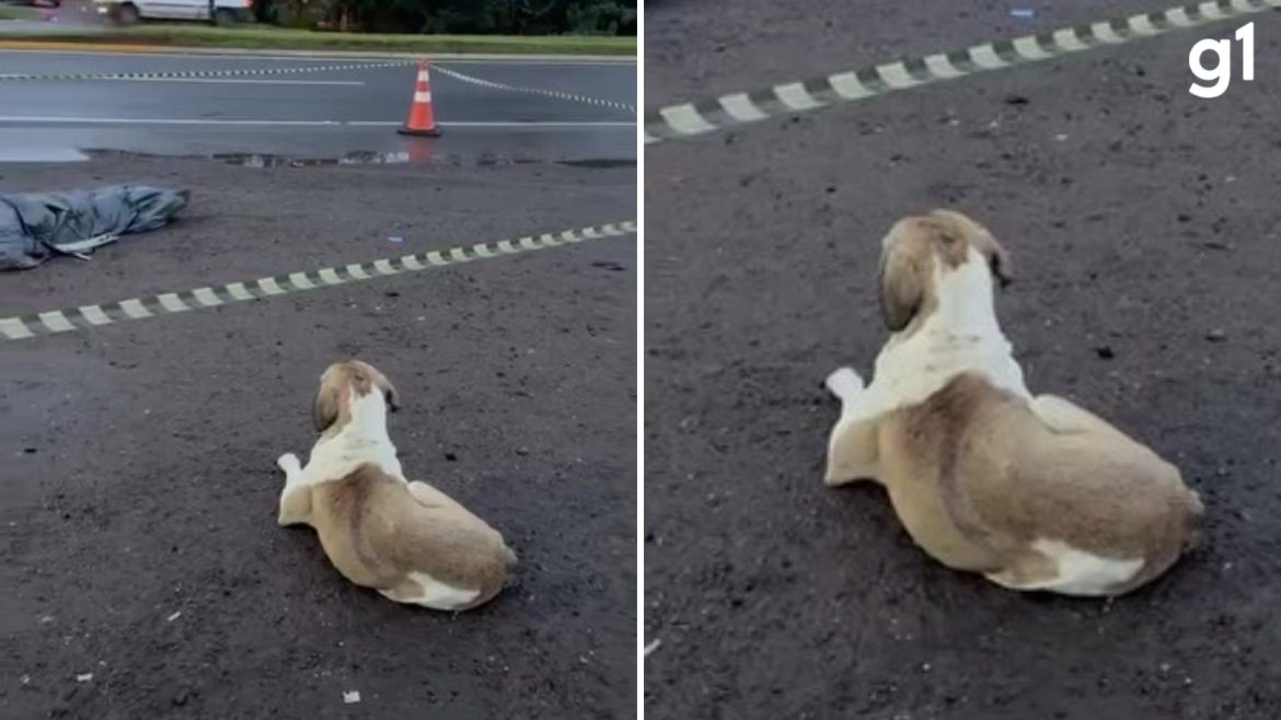 video:-cachorro-fica-ao-lado-do-corpo-de-mulher-vitima-de-atropelamento-no-rs