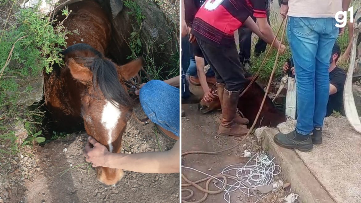 cavalo-cai-em-bueiro-no-rs-e-fica-apenas-com-o-pescoco-para-fora;-video